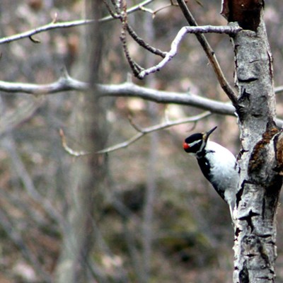 A woodpecker gathering items for its nest near the base of the Blue Mountains on Feb. 27, 2016. Photo by Nickole Corey