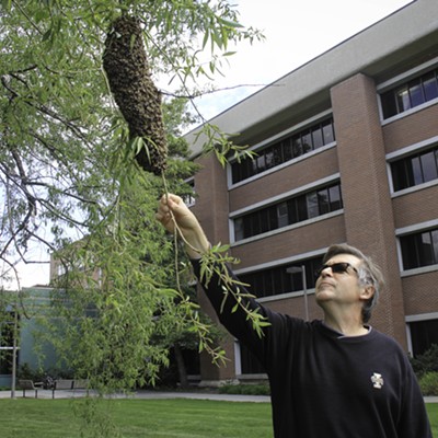 On May 6, professor of entomology Ed Bechinski finds a swarm of honey bees in a willow tree outside of the Agricultural Sciences Building at the University of Idaho in Moscow. Photo submitted by Amanda Snyder.