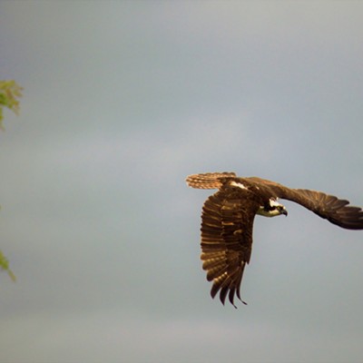 A flying osprey at Evans Pond, May 18, 2018. Photo by Mary Hayward.