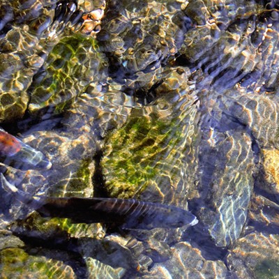 From the bank you can easily see bright colored salmon spawning and eggs in the Wallowa River running through the Wallowa Park in Oregon. Taken Sept. 29, 2016, by Mary Hayward of Clarkston.