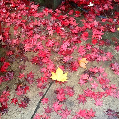 November 2nd this photo of fall leaves was taken by Janet Moser in her driveway. The lone yellow leaf really stands out among the red ones.