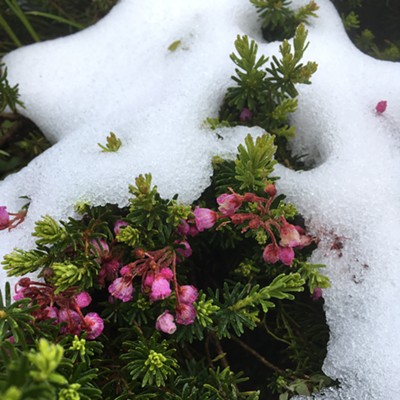 Mountain Heather blooming its way through the remains of a July snowstorm, upper Lochsa River area.
    
    July 12, Clearwater national Forest south of Powell Ranger Station, by Sarah Walker