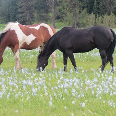 Two happy horses graze in a camas field near Weippe. The photo was taken May 24 by Le Ann Wilson of Orofino.
