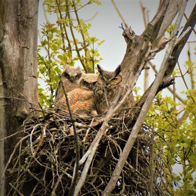 This nest was spotted on Lapwai Rd. April 25, 2017. Mary Hayward of Clarkston took this photo.