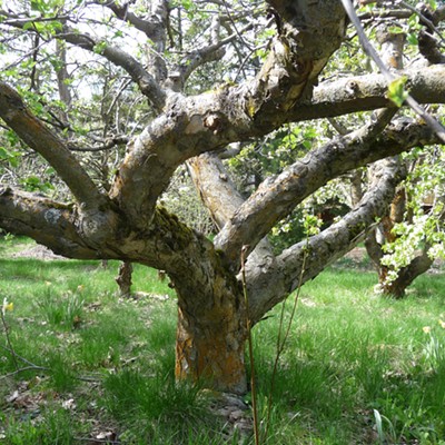 A photo of an old apple tree, taken by Will Hamlin in April.
    
    &nbsp;