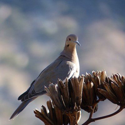 A White-winged dove perches on the stalk of a Century plant in SE Arizona. Photo by Sarah Walker, Feb. 22, near Portal, Arizona.