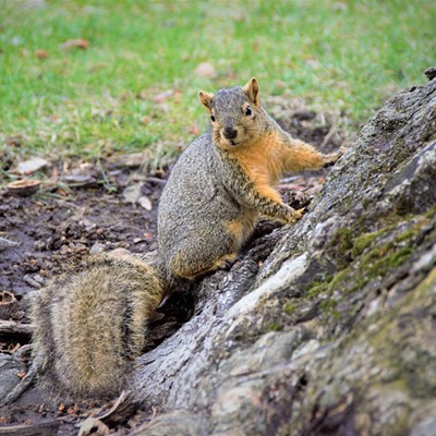 This squirrel stood his ground as I approached the tree as if he was claiming territory. Taken by Mary Hayward of Clarkston at Swollows Park, March 13, 2017.