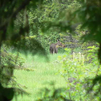 "Moose" Elk River Idaho   (photo taken by Mike Scheuerman)