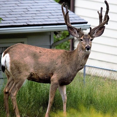 We were pleasantly surprised to see this big buck right across the street from where we live in Clarkston. Taken May 23, 2019, by Mary Hayward.