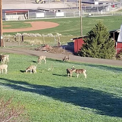 No social distancing in this herd!
    Eleven mule deer in a pasture south of the Field of Dreams, Clarkston Heights, WA
    Taken 3/25/2020 by V.Croft