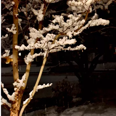 Serene view of branches and succulents being dipped in snowflakes.
    
    Photos taken January 13, 2020
    Ok Riverview Blvd, Clarkston, Wa
    Diana (Grosvenor) Wells