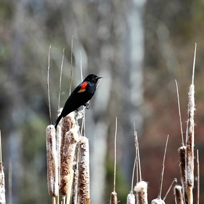 A red-winged black bird perches and sings in the lower cattail marsh of Dawson Gardens on a sunny Spring day. This photo was taken on March 30, 2019 in Pullman by Keith Collins.