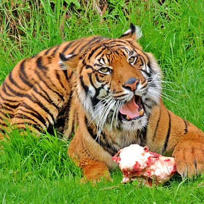 This photo of an Asian tiger being fed at noon was taken by Leif Hoffmann (Clarkston, WA) on April 14, 2019 while visiting the Point Defiance Zoo & Aquarium with family.