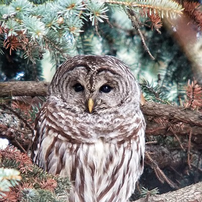 Ken Bonner saw this barred owl at Lewiston, ID on January 1, 2020.