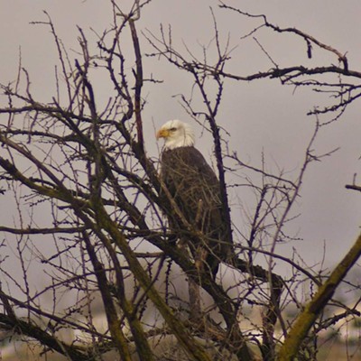 Eagle at hells gate state park