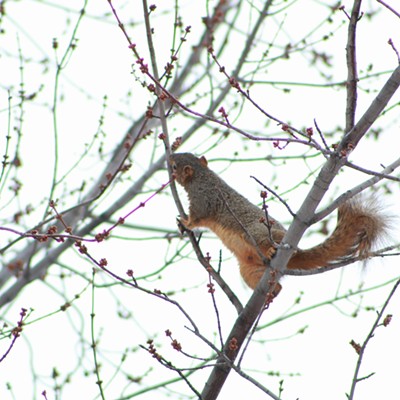 Squirrel getting berries from a snow covered branch. Photo by Maranda Brown of Lewiston.
