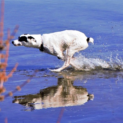 We went to the dog park in Clarkston and saw this dog run so fast that it looked like he was running on top of the water. Taken April 1, 2019 by Mary Hayward of Clarkston.