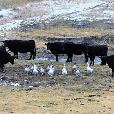 We watched as the geese walked together right in between all the cows and the cows looked on with curiosity as to what was going on. Taken December 5, 2019 near New Meadows, Oregon by Mary Hayward of Clarkston.