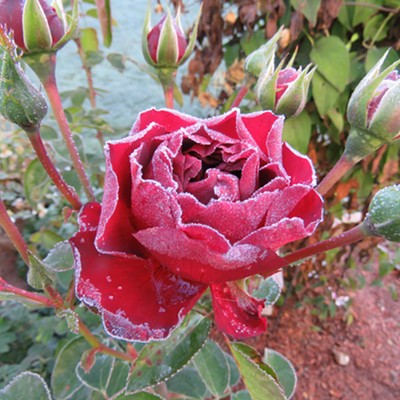 Jack Frost gave this pretty red rose a glittery kiss. Le Ann Wilson snapped this cool photo October 11 in Orofino.