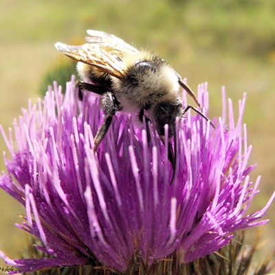 A honey bee getting a drink from a purple thistle taken on 07/20/19 off of asotin creek road by myself