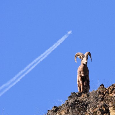 While I was photographing a bighorn from the side of the road in northeast Oregon, a jet streaked up from the horizon so I took a quick, unusual picture on March 10, 2019.