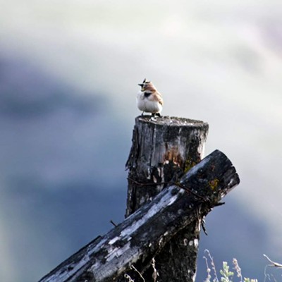 A small bird atop a farm fence post in Peola, Washingon. The photo was taken May 20, 2019, by Nickole Corey.