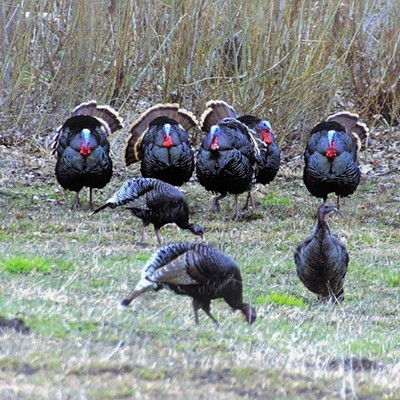 These turkey were spotted down by Asotin Creek. Mary Hayward of Clarkston took this March 27, 2019.