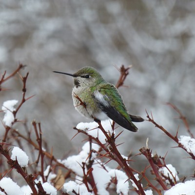 This is Anna. She's an Anna's Hummingbird (Calypte anna) that overwintered with us from Mid December to March in Moscow. She was a tough little hummer to endure the cold, rain, and snow we had.
    Photo taken 9 January 2019. Location: Moscow, Idaho