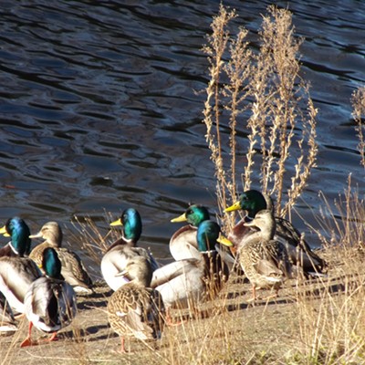 A tiny fraction of the number of ducks gathered at the Lewiston ponds these days.
    Photo by Chris Dopke on Jan 2.