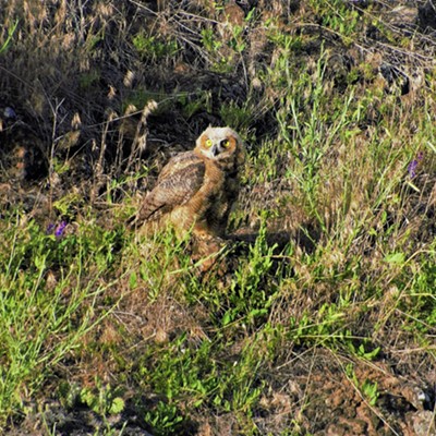 Owl Getting Ground View