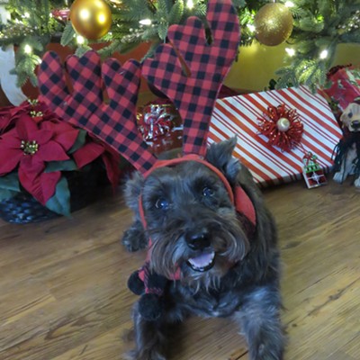 Season's greetings from Fritz, a 14-year-old schnauzer rescued by Le Ann and Stewart Wilson in August 2018. Le Ann Wilson caught naughty Fritz sneaking a peak at the pretty packages beneath the tree, but Fritz's happy holiday grin could melt the coldest heart!  The photo was taken December 11 at the Wilson's home in Orofino.