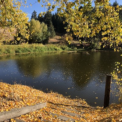 Photo by Karen Purtee on October 5, 2020 on the bank of her neighbor's pond on Brood Road, east of Moscow. The golden hybrid poplar leaves float on the water and cover the ground.