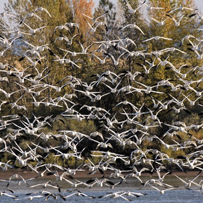 After a low flying airplane startled this flock of snow geese into flight Stan Gibbons was able to get a picture of them coming directly towards him from the boat dock at Mann Lake on 10-27-2020.