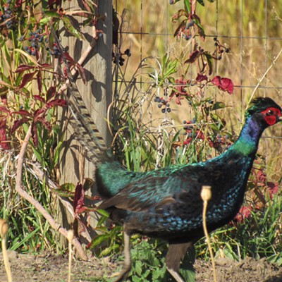 This handsome pheasant is a regular visitor to our backyard. He earned the nickname of Swartz for his dazzling dark colors. Planted in the area by the Idaho Game Bird Foundation. Like all pheasants he doesn't stay around and pose so this was snapped on the 24th of October just before he left the neighborhood.
    Photo by Karen Purtee, rural Moscow, Idaho.