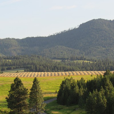 Wind rows of hay dry in the morning sun before baling begins on the south side of Moscow Mountain east of Moscow on Brood Road. Photo taken by Karen Purtee on July 22, 2020.