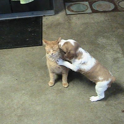A Brittany spaniel puppy licks the ear of his feline friend in this picture taken by Dale Hemerick of Kooskia.