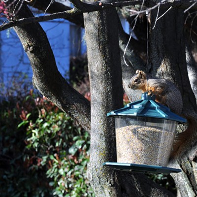 My wife and I watched this squirrel try several times to get the bird feed from our feeder. After several attempts including a fall to ground that surprised us and the squirrel, he came back after a few days of thought on how he was going to overcome this bird feeder. He succeeded by gripping the hanger wire with its hind foot in order reach down to the bird feed and fill its cheeks.  Photos By Jerry Cunnington 3/30/2021