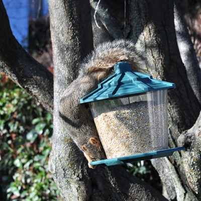 Success is defined as..the favorable or prosperous termination of attempts or endeavors; the accomplishment of one's goals . This squirrel had planned and schemed how he was going to rob the bird feeder' which it did even with a fall to the ground.  Photo by Jerry Cunnington, 3/30/2021.