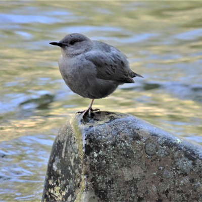 An American Dipper stands one legged on a rock in Crooked Fork in the DeVoto Cedar Grove near Powell, Idaho on May 29, 2021.  The other leg of the Dipper is tucked away into it's breast feathers to help keep itself warm.