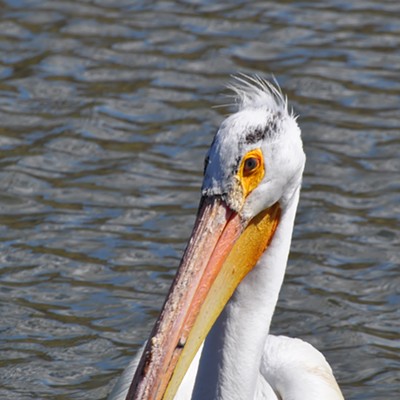 While at Evans Pond this Pelican came close enough that I got this shot of it. 
Don't know if was looking for a hand out or just curious.
Photographed 5/26/2021 By Jerry Cunnington.