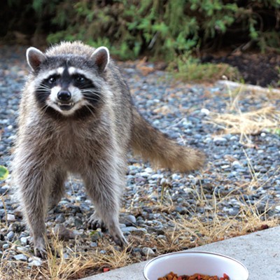 This racoon came on our porch to sneak a little cat food and give what looked like a smile before she left. Photo taken June, 26, 2021 in Clarkston.