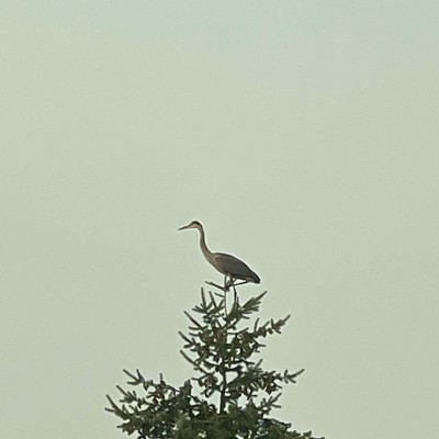 Taken Friday 8/13/21 in Viola, Idaho by Jennifer Piper. Heron perched on a pine tree on a smoky summer morning.