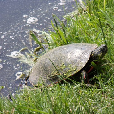 Shot this turtle coming out of the pond at the arboretum last May.