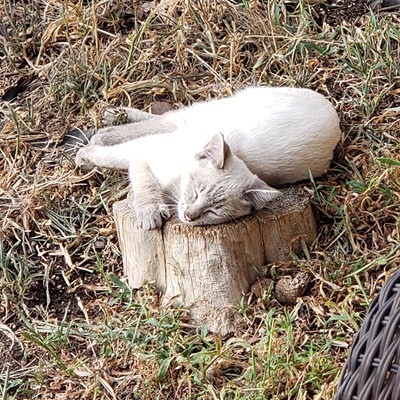 Finding that purrfect spot for a nap. Picture taken September 12, 2021, Clarkston, by Richard Hayward.