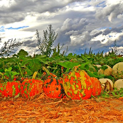 This photo of a pumpkin patch at Middleton's Fall Festival in Pasco, WA, was taken by Leif Hoffmann (Clarkston, WA) while navigating the farm's corn maze with family on September 18, 2021.