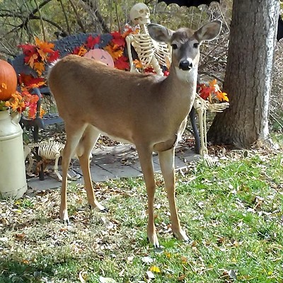 Deer is among the Halloween decorations. On October 30th north of Potlatch ID.  She seemed almost tame and let me get fairly close 3 times without taking off.