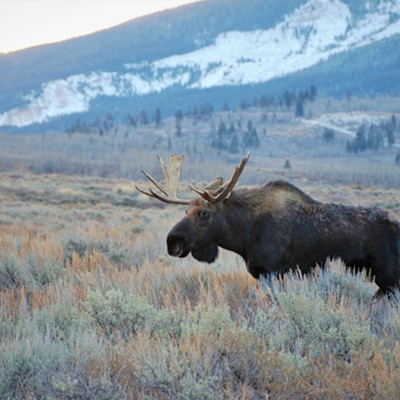 On November 11, 2021 I captured my first bull moose just outside of Jackson Hole, Wyoming.