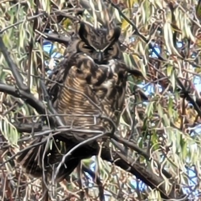 Walking at Modie Park, I spotted this Great Horned owl tracking my progress.