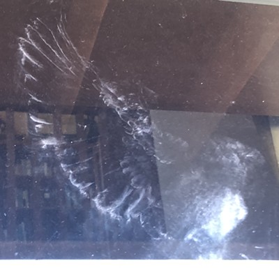 Taken on Oct. 3, 2021 after a dusty dove left an imprint of its visit on our picture window. The dove was fine and flew away. We were so glad to welcome the rain in the past week but haven't washed the ghostly print on our glass. Taken East of Moscow on Wallen Road by Karen Purtee.