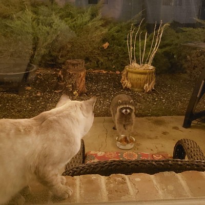 A racoon decided to eat some of our cat’s food much to her dismay.